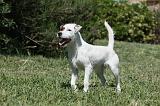 PARSON RUSSEL TERRIER 162